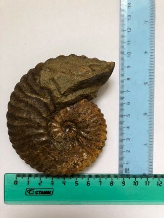 Rare ammonit in awesome 252 g Kazakhstan Tetrahoplite 2