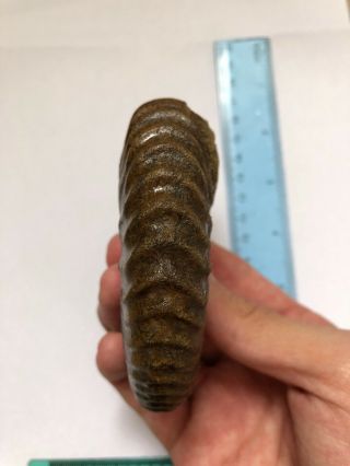 Rare ammonit in awesome 252 g Kazakhstan Tetrahoplite 3