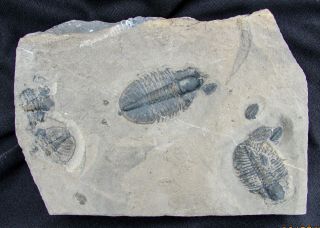 Killer Ogygopsis Trilobite Fossil With Ptychoparella