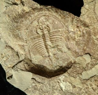 Olenellus Fowleri Trilobite Fossil Negative,  Cambrian Nevada,  Rare Fossil