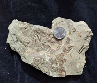 Olenellus fowleri trilobite fossil negative,  Cambrian Nevada,  rare fossil 2