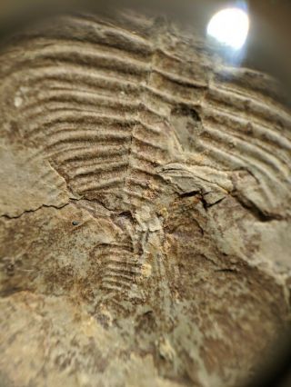 Olenellus fowleri trilobite fossil negative,  Cambrian Nevada,  rare fossil 3