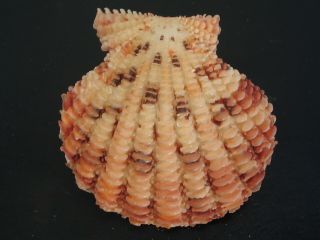 Monster.  (pecten) Gloripallium Speciosum 57.  8mm Japan Seashell