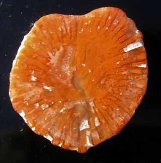 Polished Fossilized Agatized Red Horn Coral Specimen From Utah Rhc10