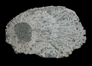 Miocene Oncolith Algae From Daggett Ridge Near Barstow Ca - Polished Slab