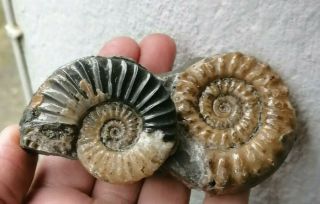 Fossil Asteroceras And Microderoceras Ammonites,  Jurassic Age,  Lyme Regis Uk