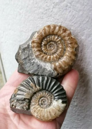 Fossil Asteroceras and Microderoceras Ammonites,  Jurassic Age,  Lyme Regis UK 2