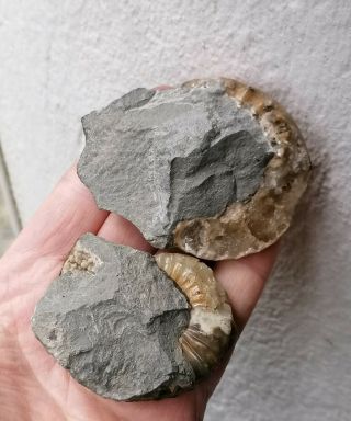 Fossil Asteroceras and Microderoceras Ammonites,  Jurassic Age,  Lyme Regis UK 3