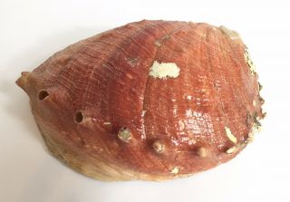 Large Natural Red Abalone Shell Seashell 6 