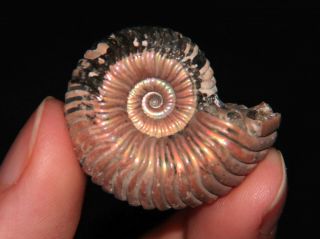 Ammonite Vertumniceras Angulatum Fossil Callovian Russia