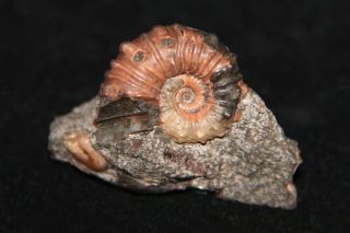 Ammonite Diadochoceras Inaqualis Ptychoceras Fossil Russia