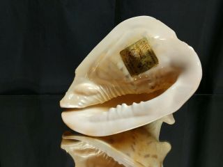 Drilled For Blowing Vintage Ala Makana Hawaii Conch Shell Sticker Vtg