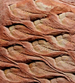 Lepidodendron Aculeatum - Perfectly Preserved Carboniferous Fossil Bark
