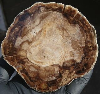 Mw: Petrified Wood Conifer - Ankara,  Turkey - Polished Round End Slab
