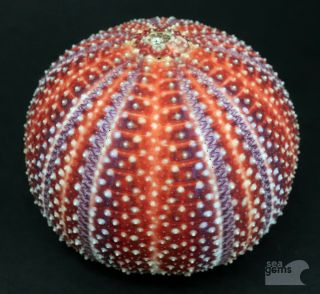 Incredible Colours Echinus Esculentus 75.  5 Mm Sea Urchin North Sea