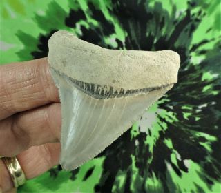 Megalodon Sharks Tooth 2 3/16 " Inch Aurora Nc No Restorations Fossil Teeth