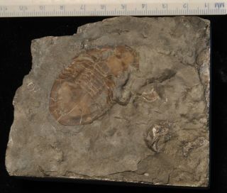 Fossil Trilobite - Isotelus Gigas From Ontario