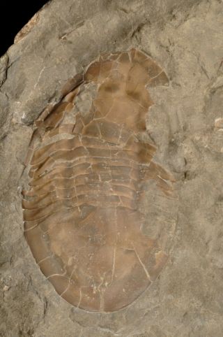 Fossil trilobite - Isotelus gigas from Ontario 2