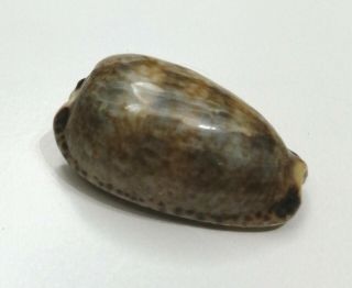 Shell Cypraea Nigropunctata Perù 30,  1 Mm 275