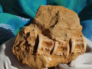 Fossilized Endochrus Fossil Predator Spine Section&other Fossils In Orig Matrix