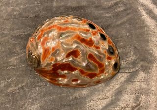 Large Natural 8.  5 X 6.  5 Inch Stunning Red Abalone Shell Polished Inside & Out