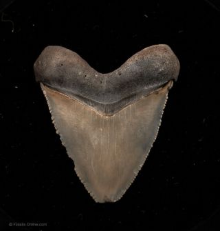 Juvenile Bone Valley Megalodon Shark Tooth 1.  80” 0237