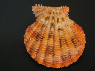 Collector Fave.  (pecten) Gloripallium Speciosum 52.  4mm Japan Seashell