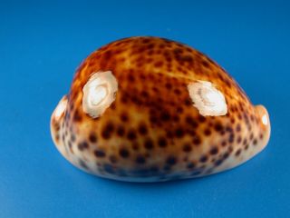 Cypraea Pantherina,  Color And Pattern,  71.  5mm,  Somalia Shell G14