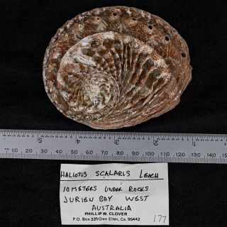 Sea Shell - Haliotis Scalaris Leach From Australia
