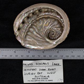 Sea Shell - Haliotis scalaris Leach from Australia 2