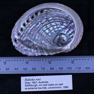 Sea Shell - Haliotis Roei From Australia