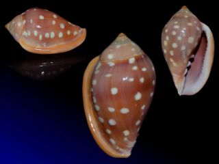 Seashell Marginella Sebastiani Fantastic Specimen Chocolate Color 44.  6 Mm