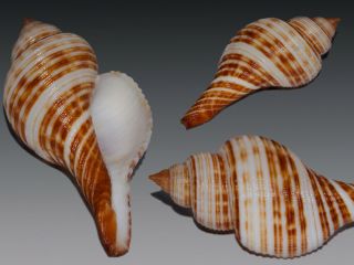 Seashell Taphon Clavella Maganensis Subspecies Fantastic Giant 68.  1 Mm
