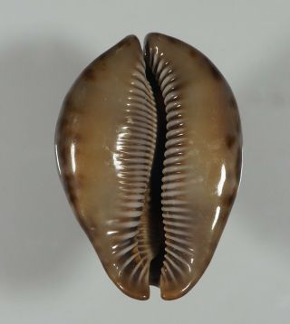 Cypraea Stercoraria Black Glossy