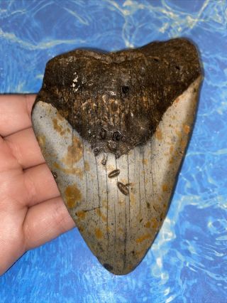 Megalodon Shark Tooth 4.  90” Huge Teeth Big Fossil Meg Scuba Diver Direct 2402