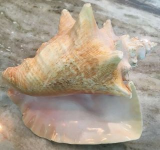 Large Pink Queen Conch Sea Shell Decorative Nautical