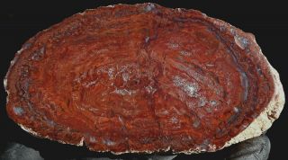 Mw: Petrified Wood Red Conifer - India - Face Polished Round Specimen 2