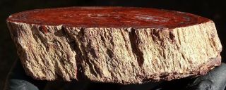 Mw: Petrified Wood RED CONIFER - India - Face Polished Round Specimen 2 2