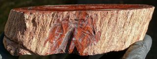 Mw: Petrified Wood RED CONIFER - India - Face Polished Round Specimen 2 3