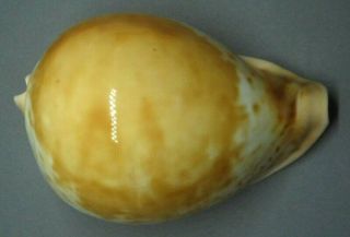 Year Sea Shell Umbilia Armeniaca Westralica (var) 91.  3mm Colorful Shell