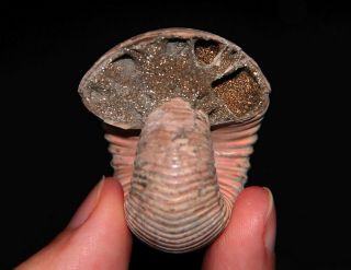 Ammonite Eboraciceras Carinatum Fossil Callovian Russia
