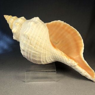 Pacific Triton Conch Extra Large Huge Sea shell 15 x 7 decor ocean fish tank dis 2