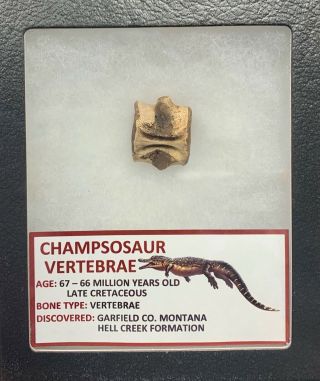 Ancient Champsosaur Dinosaur Era Reptile Vertebrae From Hell Creek Formation,  Mt