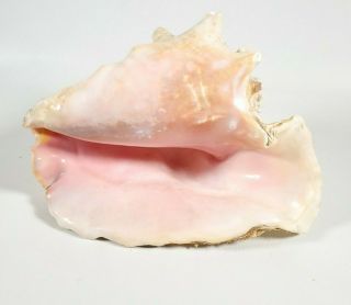 Large Queen,  Pink,  Conch Shell,  Horn,  Natural,  Seashell,  11 