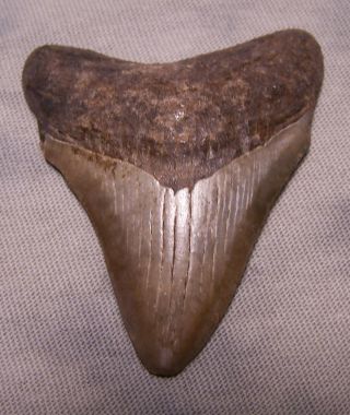 2 5/16 " Megalodon Shark Tooth Teeth Fossil Real No Restoration Sharks Jaw