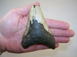 4.  77 " Megalodon Fossil Shark Tooth Teeth - 6.  5 Oz - No Restoration - Not Dinosaur