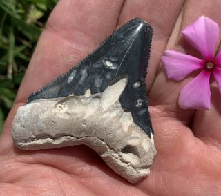 2.  18” Blue Bone Valley Megalodon Shark Tooth - Sharp Serrations