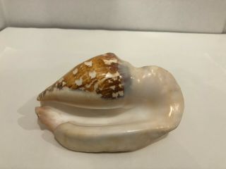 Helmet Conch Snail Shell Seashells 1 Lbs 5 Oz 6.  25  L By 4.  25  W By 3  H 12