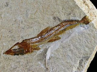 2.  7 " Scombroclupea Fossil Fish Plate Cretaceous Dinosaur Age Lebanon & Stand