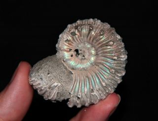 Ammonite Kosmoceras Fossil Callovian Russia 2